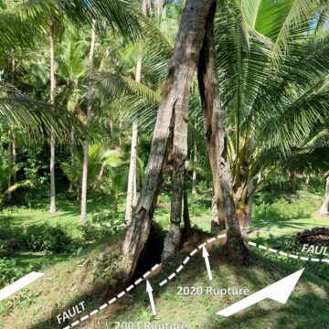 Masbate’s three-legged coconut tree spurs scientific interest