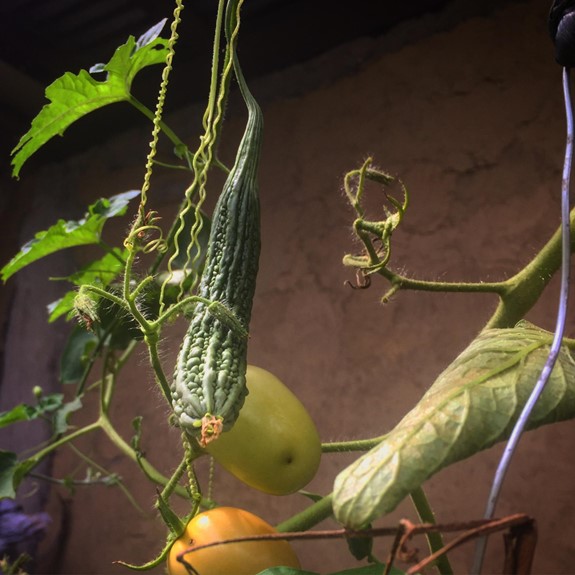How to survive… (II): Setting up an urban kitchen garden