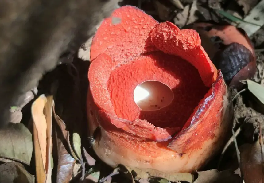Smallest rafflesia blooms reveal some family secrets