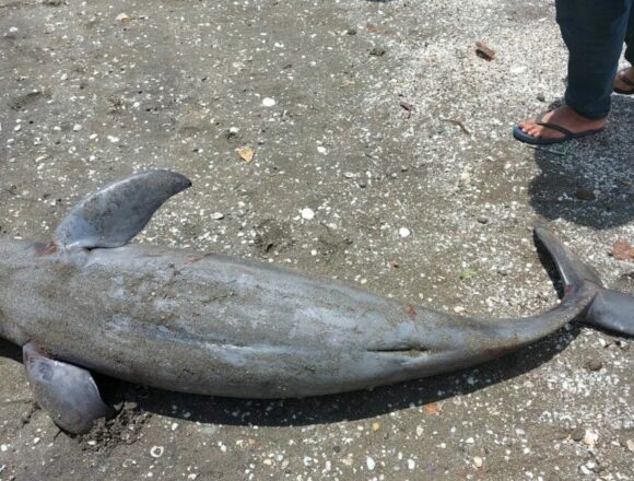 dolphin2 Dolphin discovery hints at unexplored biodiversity-rich marine habitat